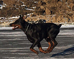 Собаки в Саратове: Доберман.вязка . Фотосессия ., 75 руб. - фото 2