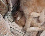 Кошки в Игарке: Котята, Бесплатно - фото 4
