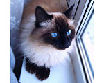 Кошки в Болхове: Невский маскарадный кот, 3 000 руб. - фото 1