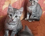 Кошки в Тутаеве: Милые ребятки котятки, Бесплатно - фото 1