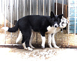 Собаки в Домодедово: Лада (лайка) 7 мес. в добрые руки Девочка, Бесплатно - фото 9