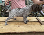 Собаки в Белово: Продаются щенки курцхаара от дипломированных,рабочих родителей Мальчик, 20 000 руб. - фото 2