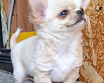 Собаки в других городах Калужской области: Кремовая девочка Девочка, 70 000 руб. - фото 7
