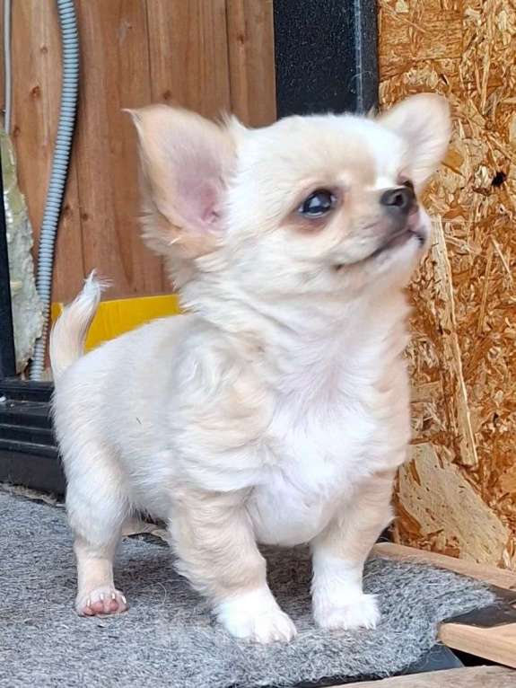 Собаки в других городах Калужской области: Кремовая девочка Девочка, 70 000 руб. - фото 7