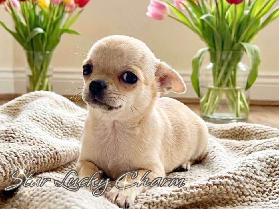 Собаки в Сочи: Шикарный мальчик Мальчик, Бесплатно - фото 1