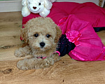 Собаки в Москве: Мальтипу Тедди девочка Девочка, 150 000 руб. - фото 2