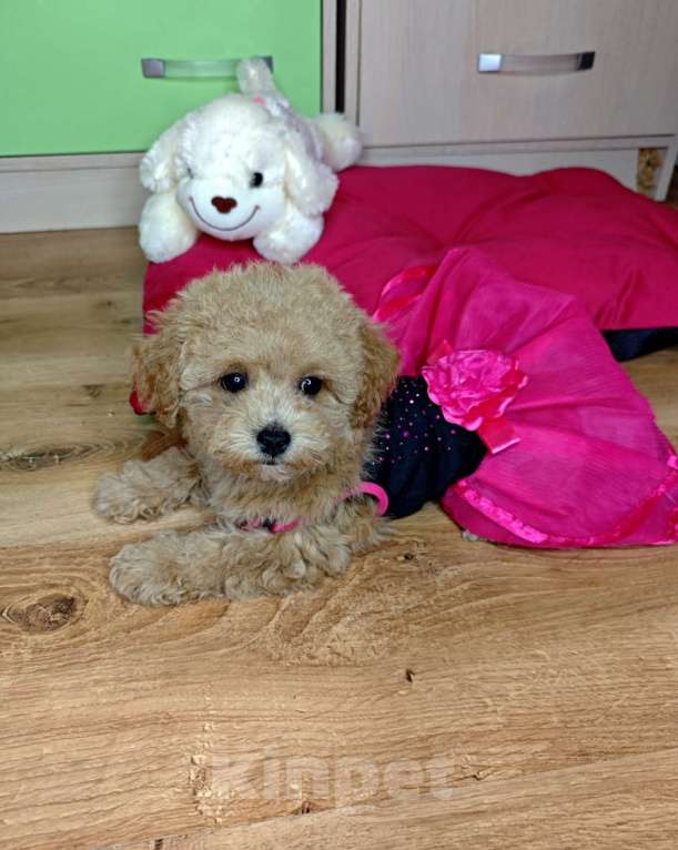 Собаки в Москве: Мальтипу Тедди девочка Девочка, 150 000 руб. - фото 2