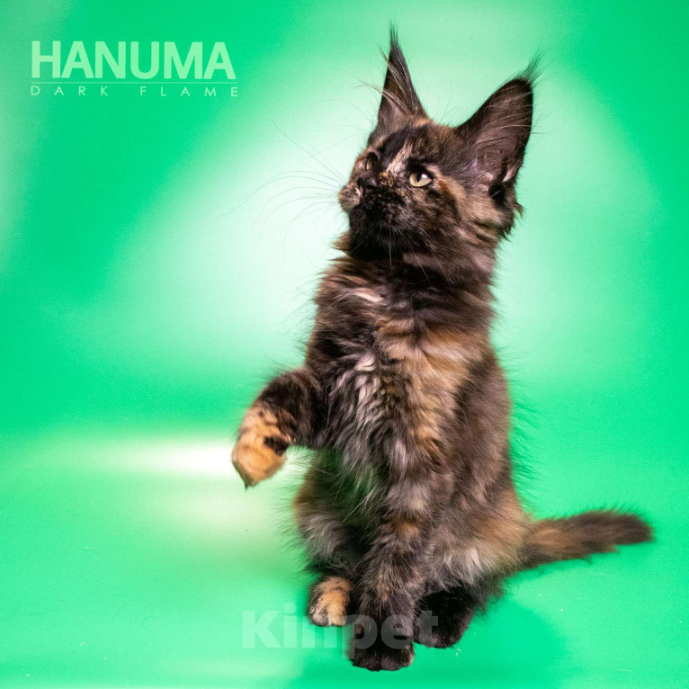 Кошки в других городах Воронежской области: Hanuma Dark Flame Девочка, Бесплатно - фото 2