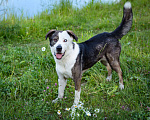 Собаки в Солнечногорске: В добрые руки Мальчик, Бесплатно - фото 7