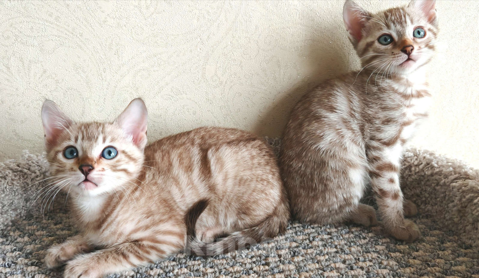 Кошки в Москве: Леопардовая розетка бенгальского котенка Девочка, 25 000 руб. - фото 4