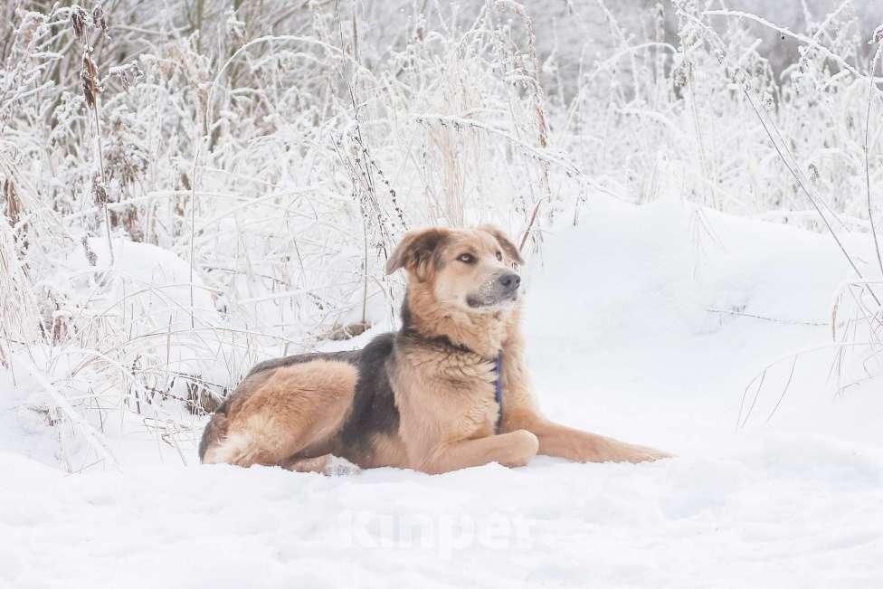 Собаки в Москве: Темари Девочка, Бесплатно - фото 2