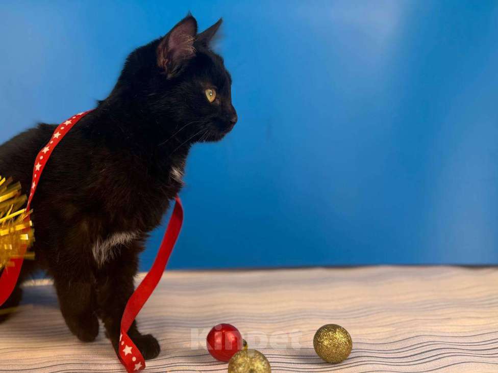 Кошки в Москве: Буся, котенок-подросток в добры руки Девочка, Бесплатно - фото 7