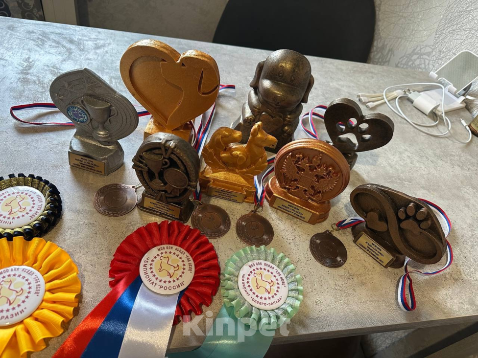 Собаки в Пикалево: Американский булли Мальчик, 40 000 руб. - фото 6