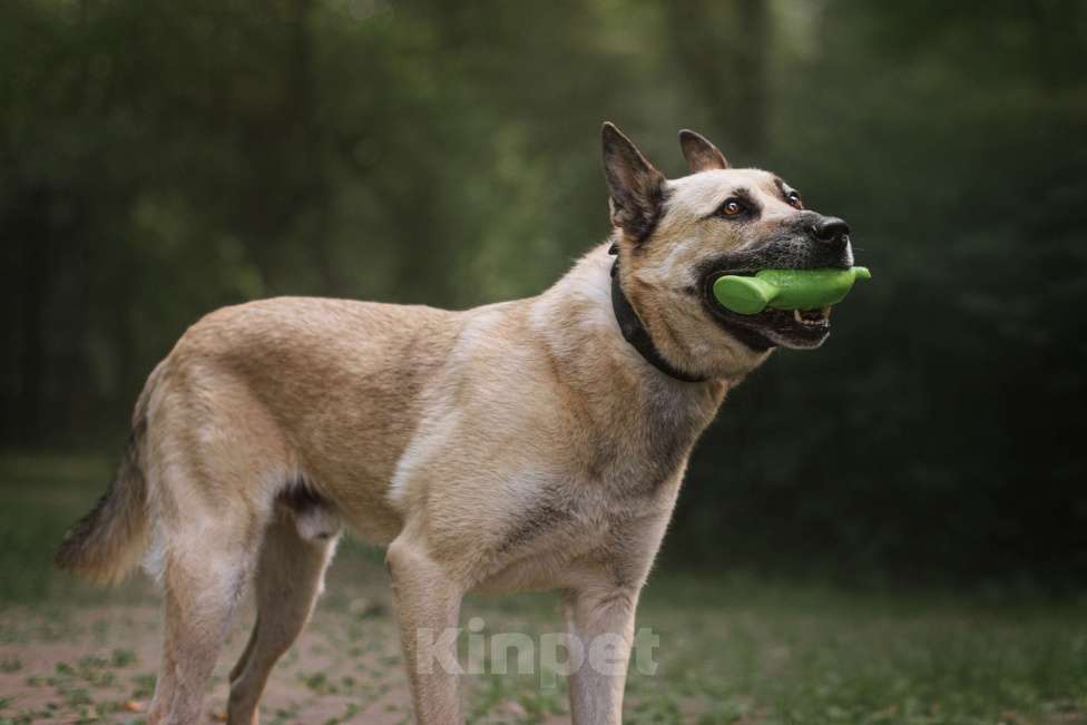 Собаки в Москве: Джек ищет дом🏠 Мальчик, 10 руб. - фото 5