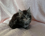 Кошки в Новосибирске: Котята мейн-кун (1 полидакт) Девочка, 8 000 руб. - фото 4