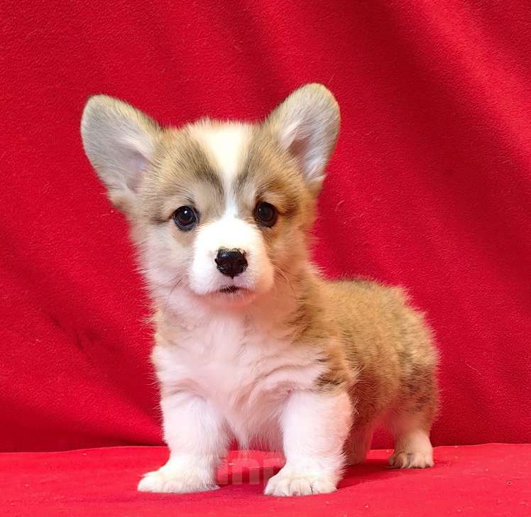 Собаки в Москве: Рыжики Мальчик, 50 000 руб. - фото 8