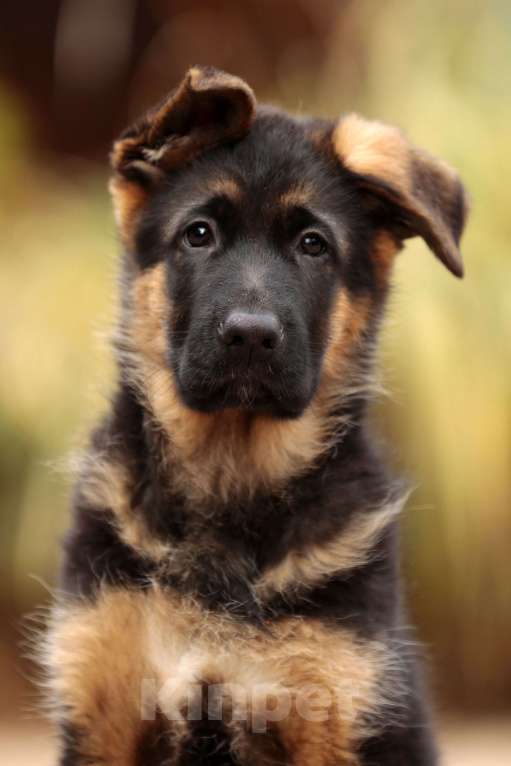 Собаки в Раменском: Перспективный кобель.  Мальчик, 80 000 руб. - фото 2