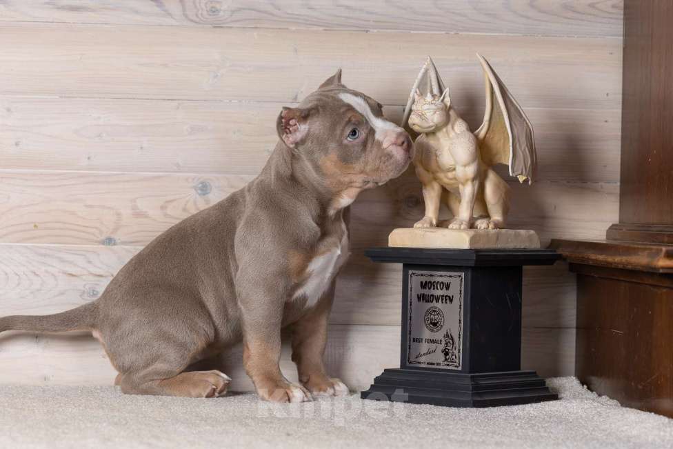 Собаки в Королеве: Американский булли Девочка, 150 000 руб. - фото 2