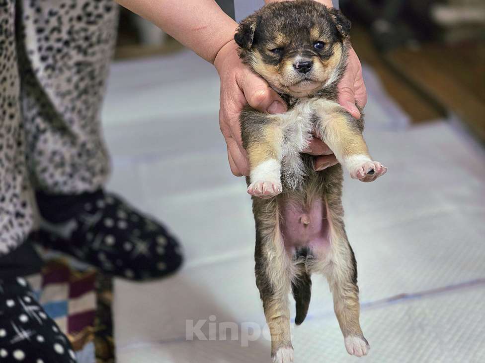 Собаки в Новосибирске: Щенок Толгат 1 мес. Доставим по Новосибирску и нсо.  Мальчик, Бесплатно - фото 4