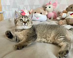 Кошки в Славянске-На-Кубани: Шотландская кошечка окраса золотая шиншилла Девочка, 10 000 руб. - фото 2