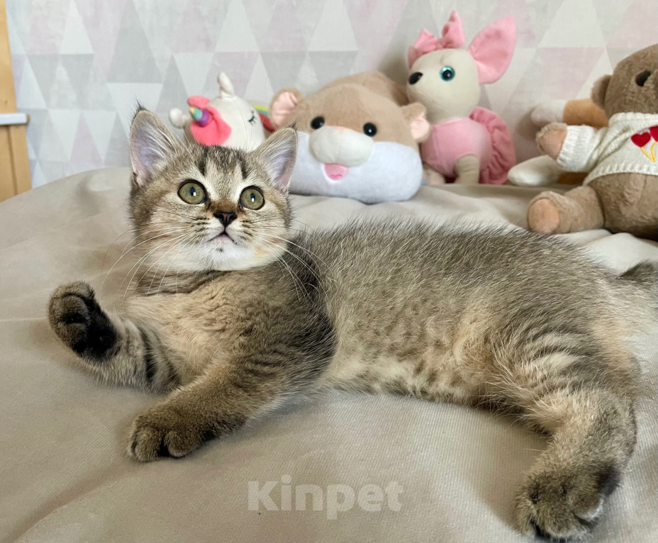Кошки в Славянске-На-Кубани: Шотландская кошечка окраса золотая шиншилла Девочка, 10 000 руб. - фото 2