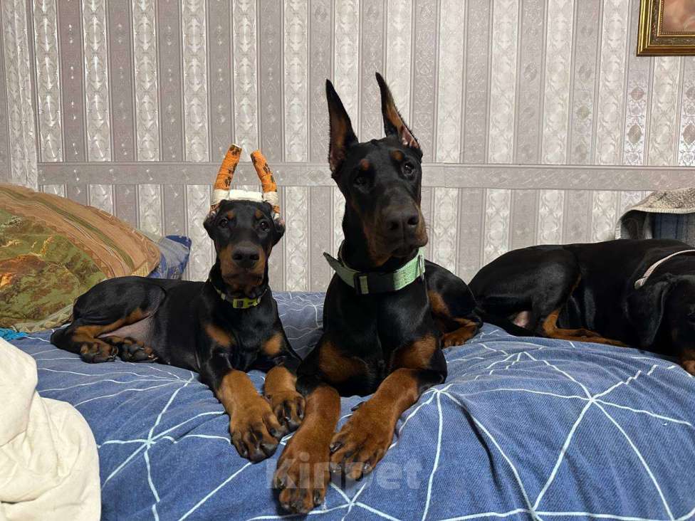 Собаки в Клине: Девочка 3 мес. Девочка, 120 000 руб. - фото 5