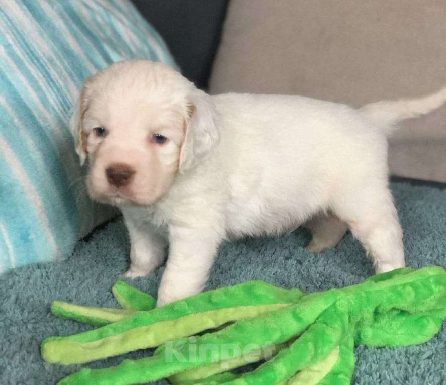 Собаки в Москве: Цезарь из Уникальной Коллекции Мальчик, Бесплатно - фото 3