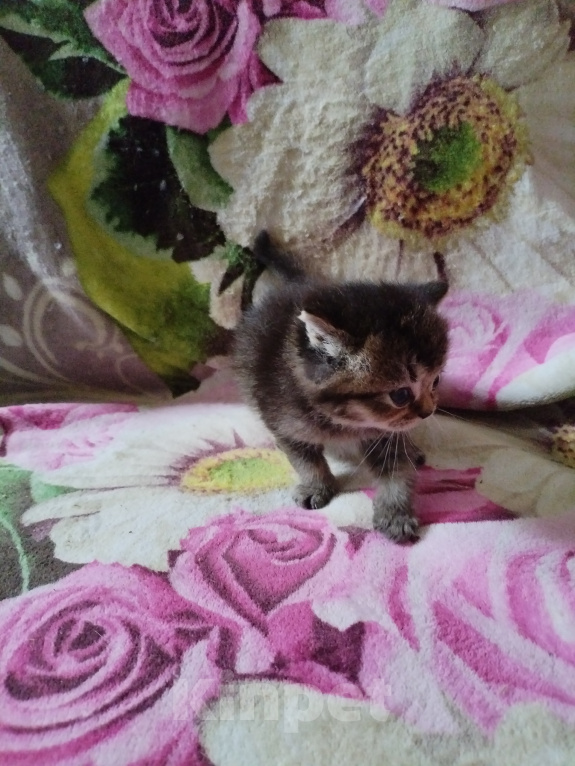 Кошки в Санкт-Петербурге: Котята, серебристая шиншила Девочка, 16 000 руб. - фото 10