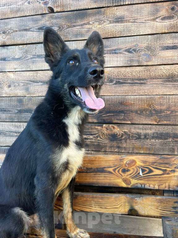 Собаки в Владимире: Ерофей в добрые руки Мальчик, Бесплатно - фото 1