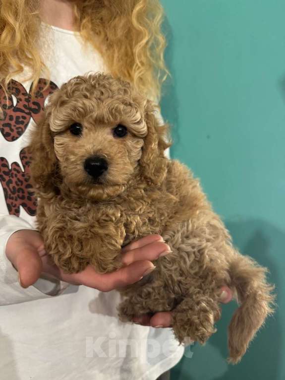 Собаки в Санкт-Петербурге: Малый пудель щенок Мальчик, 35 000 руб. - фото 1