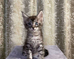 Кошки в Челябинске: Котенок Мальчик, Бесплатно - фото 1