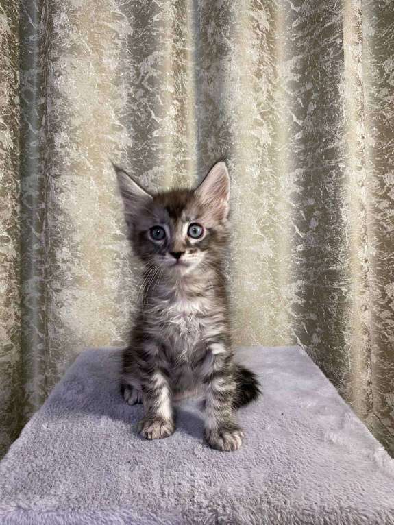 Кошки в Челябинске: Котенок Мальчик, Бесплатно - фото 1