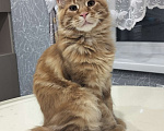 Кошки в Сергиеве Посаде: Котёнок мейн-кун  Мальчик, 50 000 руб. - фото 1