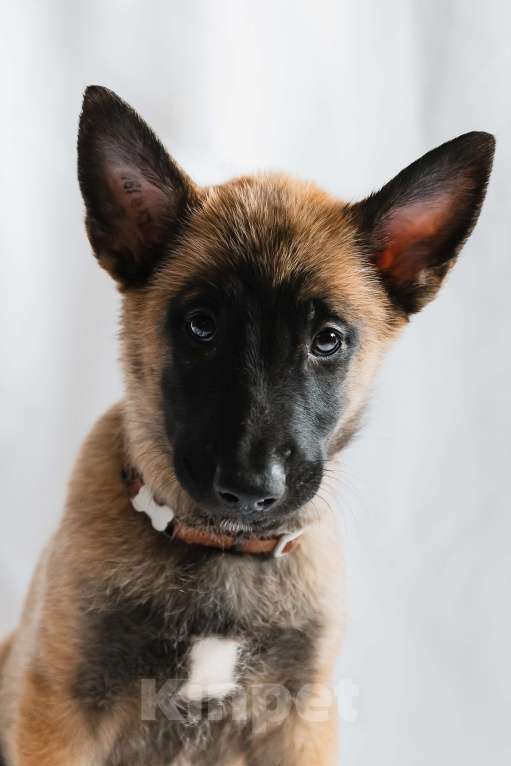 Собаки в Новосибирске: Кобель малинуа Мальчик, 55 000 руб. - фото 3