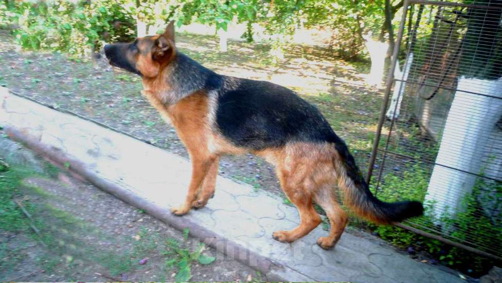 Собаки в Ейске: Продаётся девочка с родословной РКФ Девочка, 45 000 руб. - фото 1
