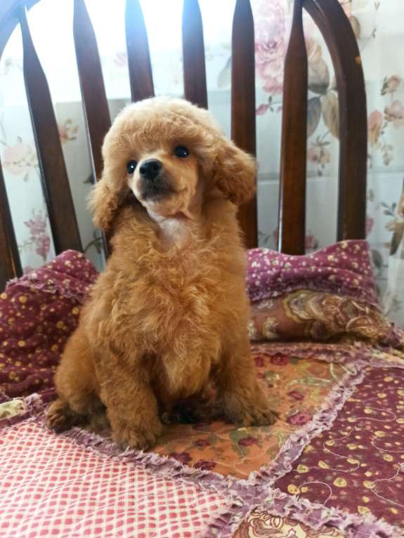 Собаки в Москве: Девочки той пудель ркф Девочка, 60 руб. - фото 3