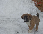 Собаки в Петровске: Щенки Мальчик, 1 руб. - фото 2