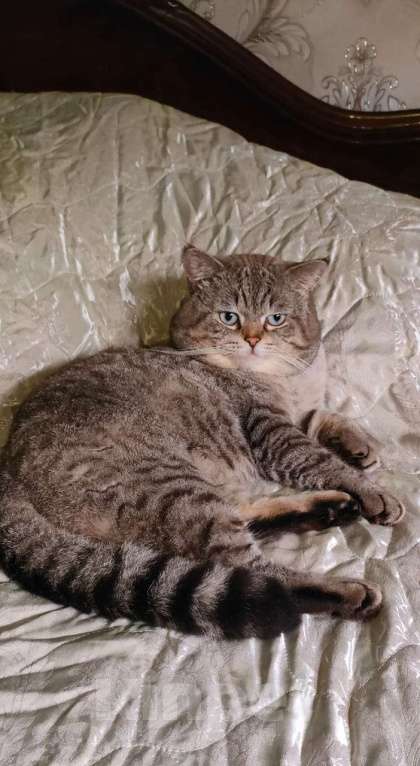 Кошки в Сочи: Шотландский длиношерстный вислоухий мальчик  Мальчик, 10 000 руб. - фото 6