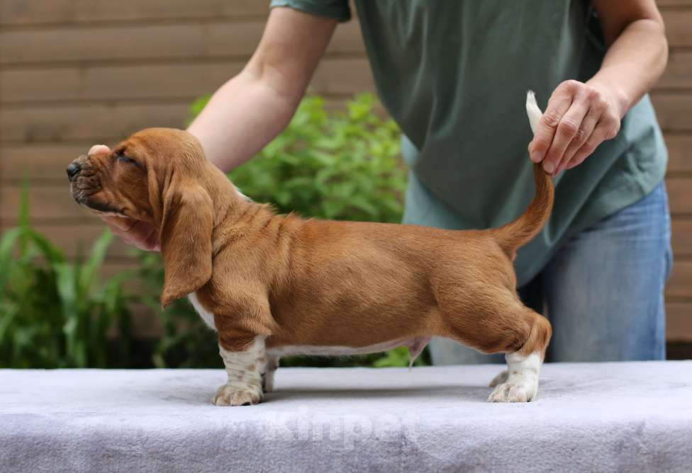 Собаки в Санкт-Петербурге: Бассет Хаунд щенки,  Бассет  Мальчик, 50 000 руб. - фото 3