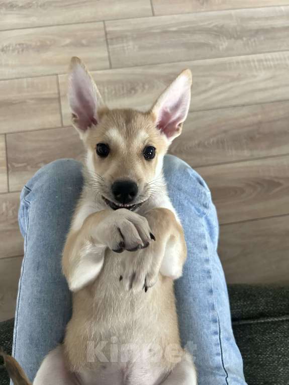 Собаки в других городах Московской области: Отдам щенка в добрые руки Девочка, Бесплатно - фото 5