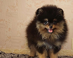 Собаки в Калининграде: Померанский шпиц,щенок Девочка, 30 000 руб. - фото 5