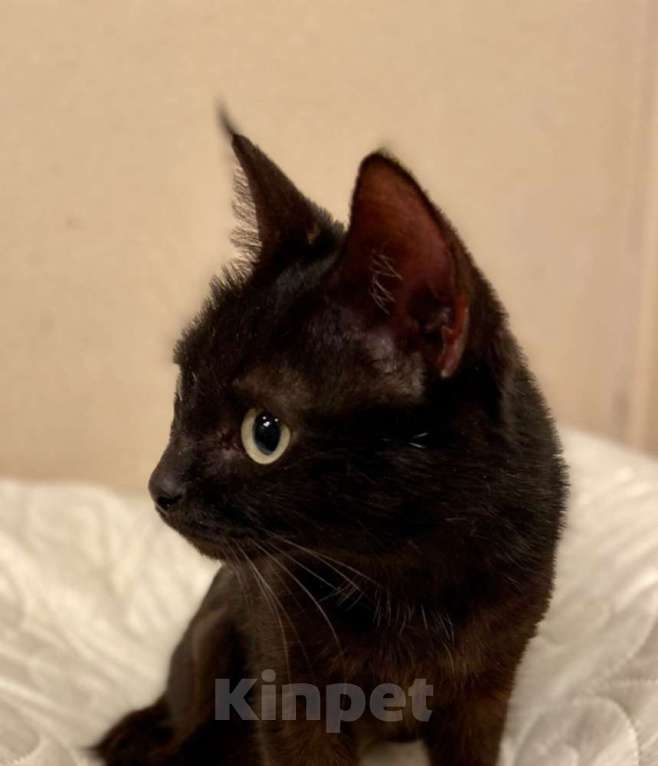 Кошки в Москве: Черная молодая кошка Ночка в добрые руки Девочка, 10 руб. - фото 2