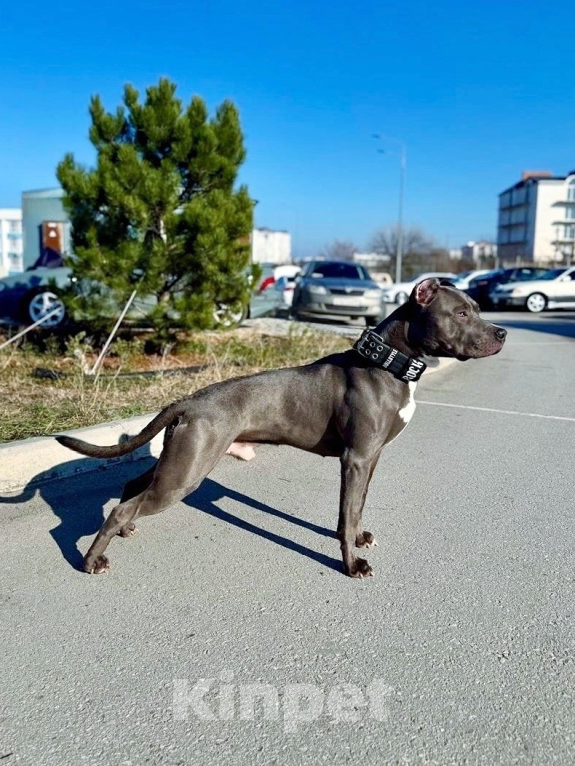Собаки в Севастополе: SKALA APBT Вязка Мальчик, 100 000 руб. - фото 5