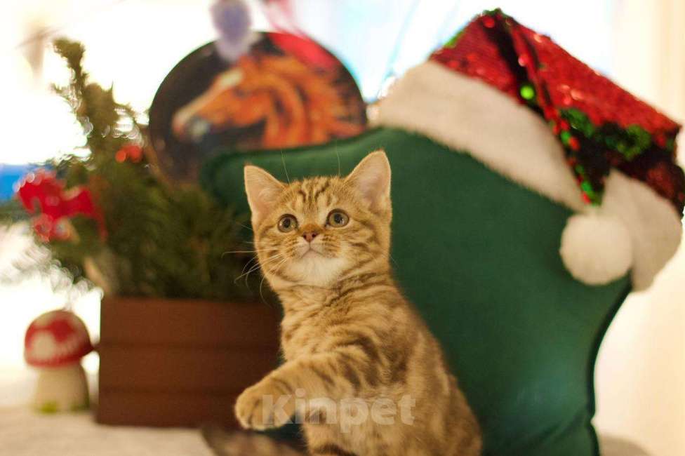 Кошки в Москве: Британский котенок Харизма Девочка, 50 000 руб. - фото 10