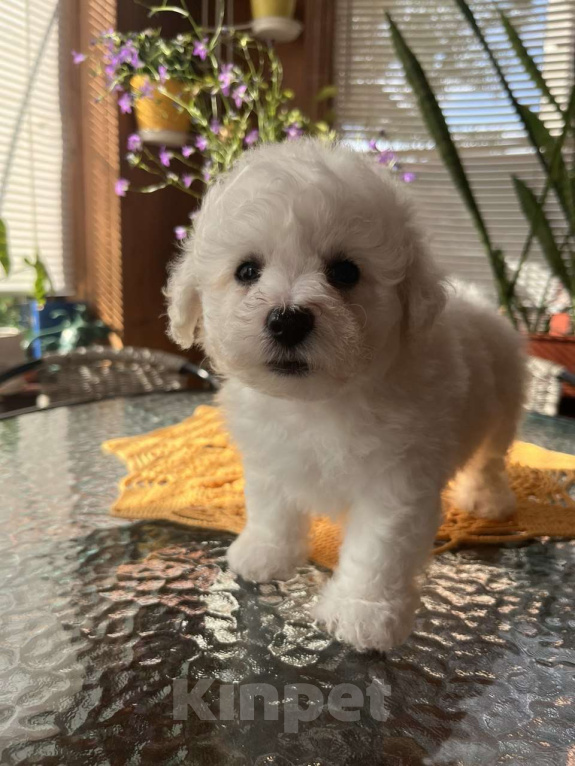 Собаки в других городах Московской области: Ласковые щенки Бишон Фризн Девочка, 55 000 руб. - фото 4