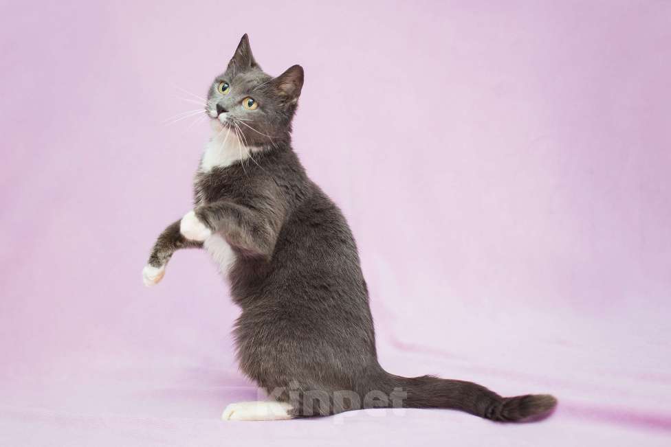 Кошки в Москве: Забавушка, кошка- нежность Девочка, Бесплатно - фото 3