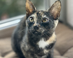 Кошки в Санкт-Петербурге: Котенок Бэсса Девочка, Бесплатно - фото 3
