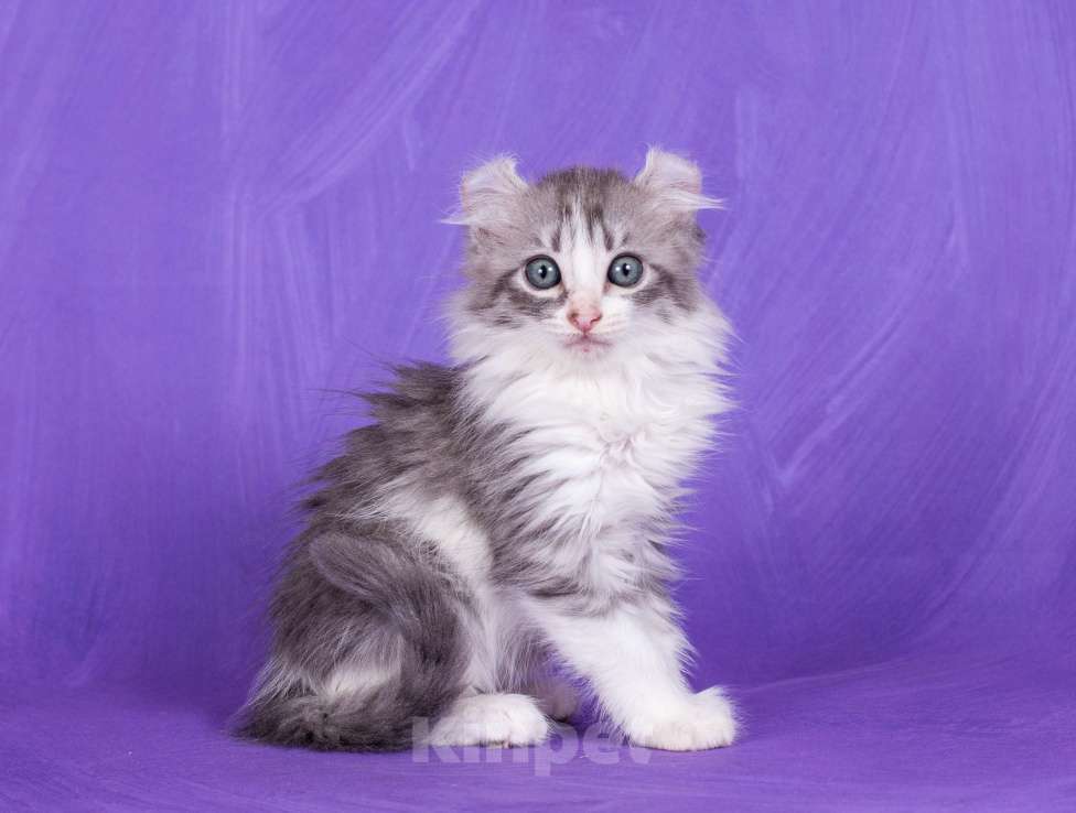 Кошки в Москве: Американский кёрл Девочка, Бесплатно - фото 6