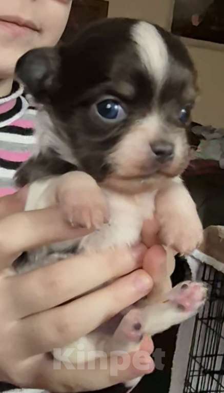 Собаки в Владикавказе: Чихуахуа Мальчик, 30 000 руб. - фото 2