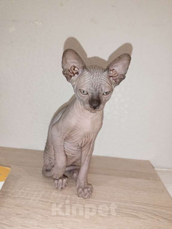 Кошки в Москве: Мальчик шоколад  Мальчик, 30 000 руб. - фото 4